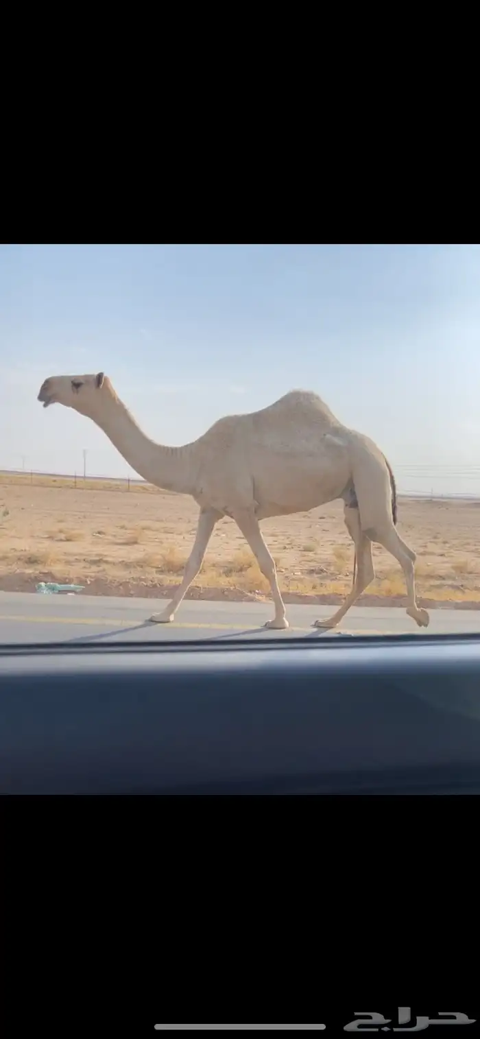 ضريبه شقحا كفو 0