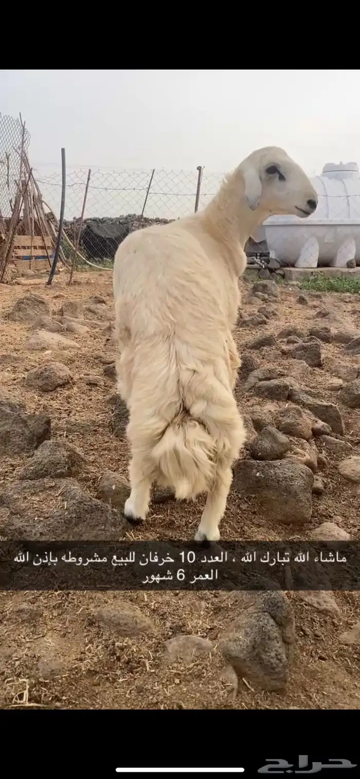 خرفان حريات 0