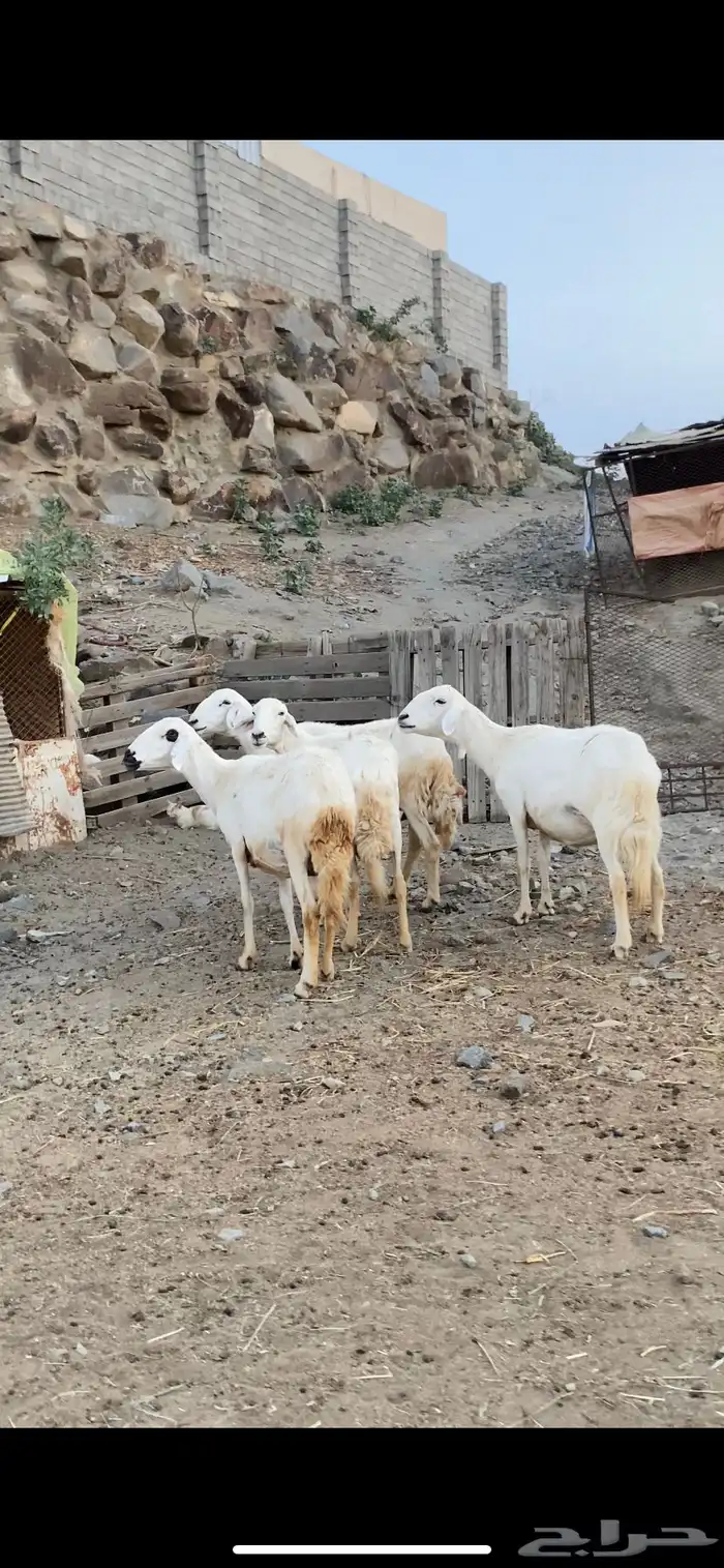 ضان دفيع وجروم مشالله 0