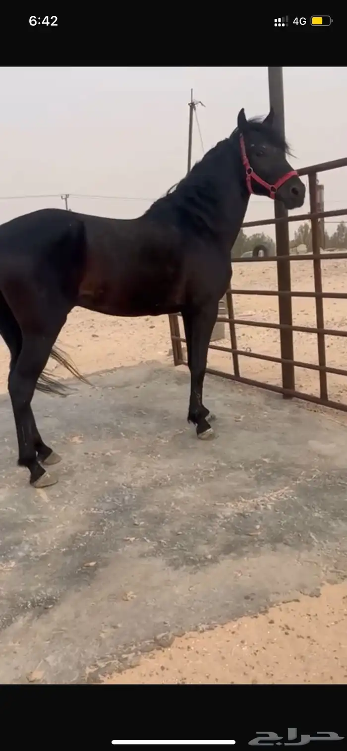 حصان ادهم فاخر 2