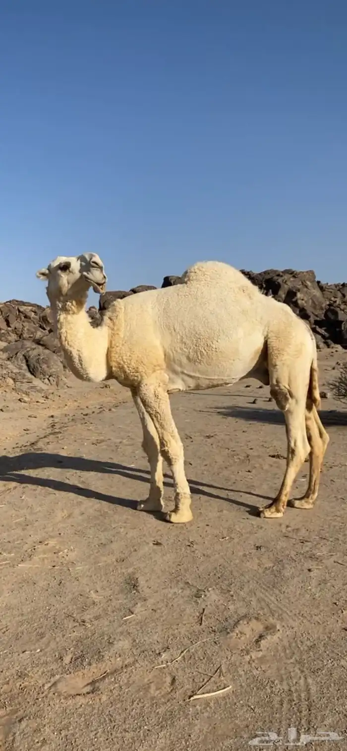 علياني للبيع 1
