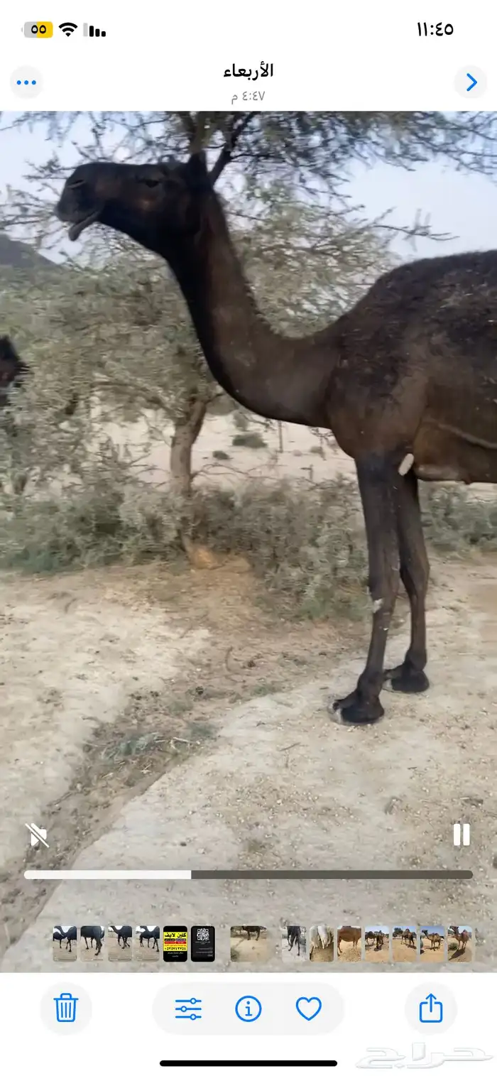 ضروبه مجهم 2