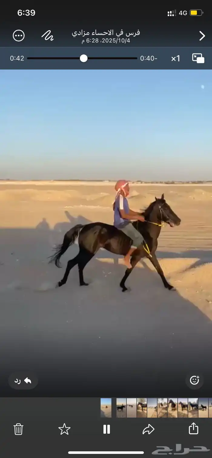 حصان ادهم فاخر 1