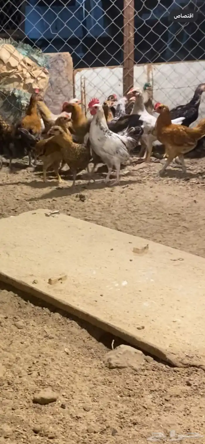 دجاج 0