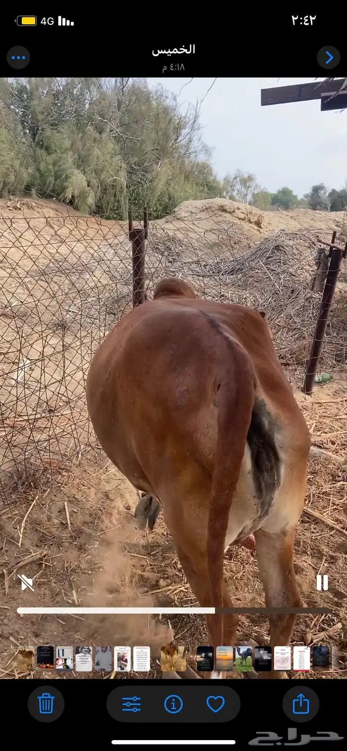 بقرة بلدي فل شحم 2