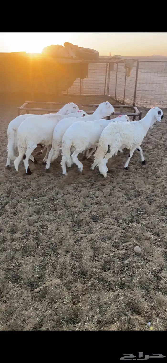 5 سواكن مرابي طيبة جدا بحريملاء 0