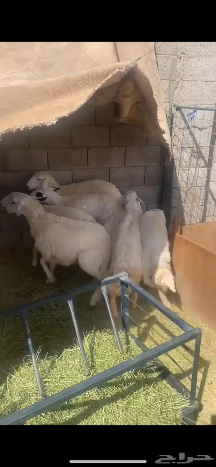 سلام.عليكم ورحمة الله وبركاته حريات للبيع العدد4الباقي مبيو 2