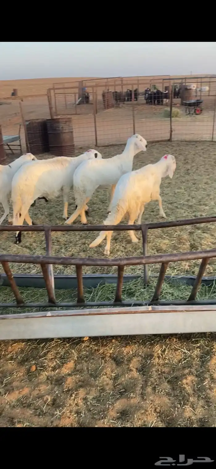 5 سواكن مرابي طيبة جدا بحريملاء 3