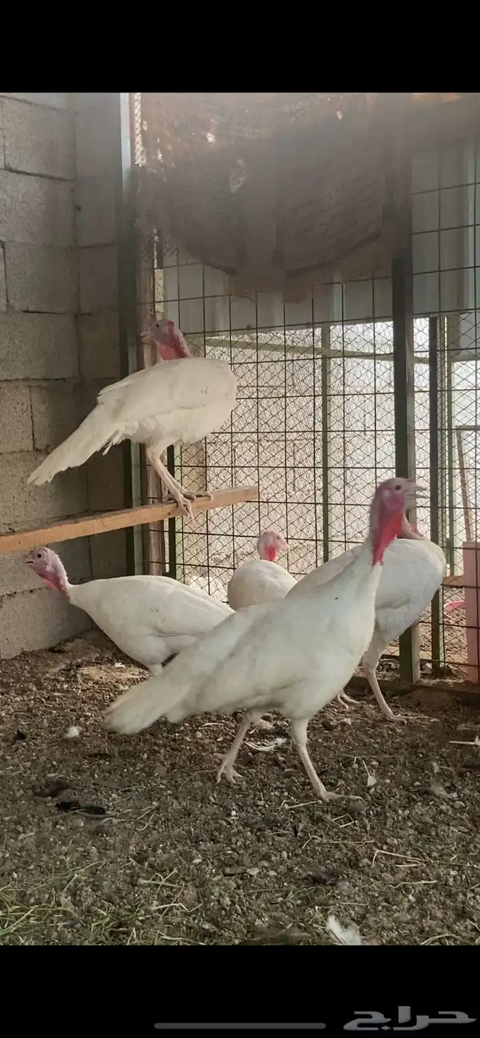 دجاج رومي ابيض صك طقمين للبيع 0