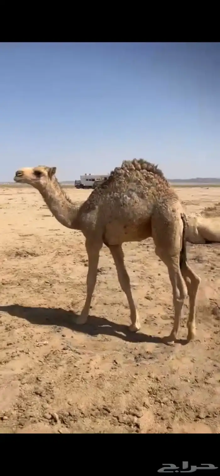 قعود عمره تقريبا  اربع شهور وزياده 1
