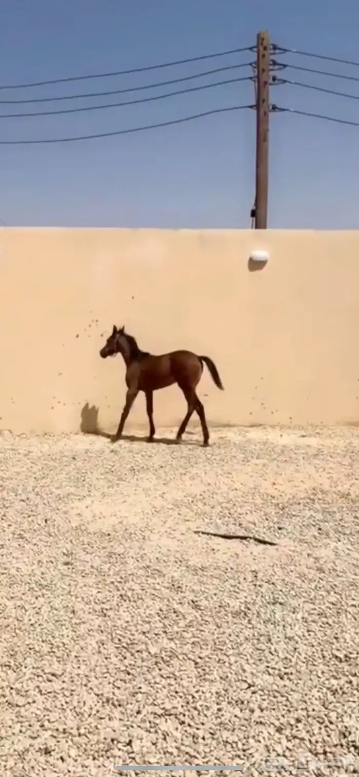 مهر واهو 0