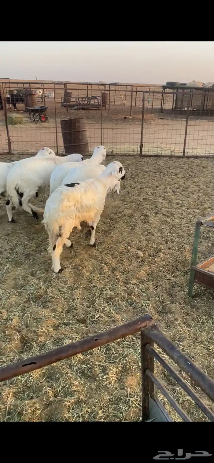 5 سواكن مرابي طيبة جدا بحريملاء 4