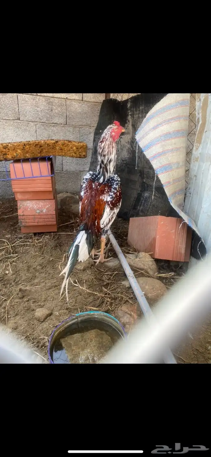 ديك سندي بيور 0