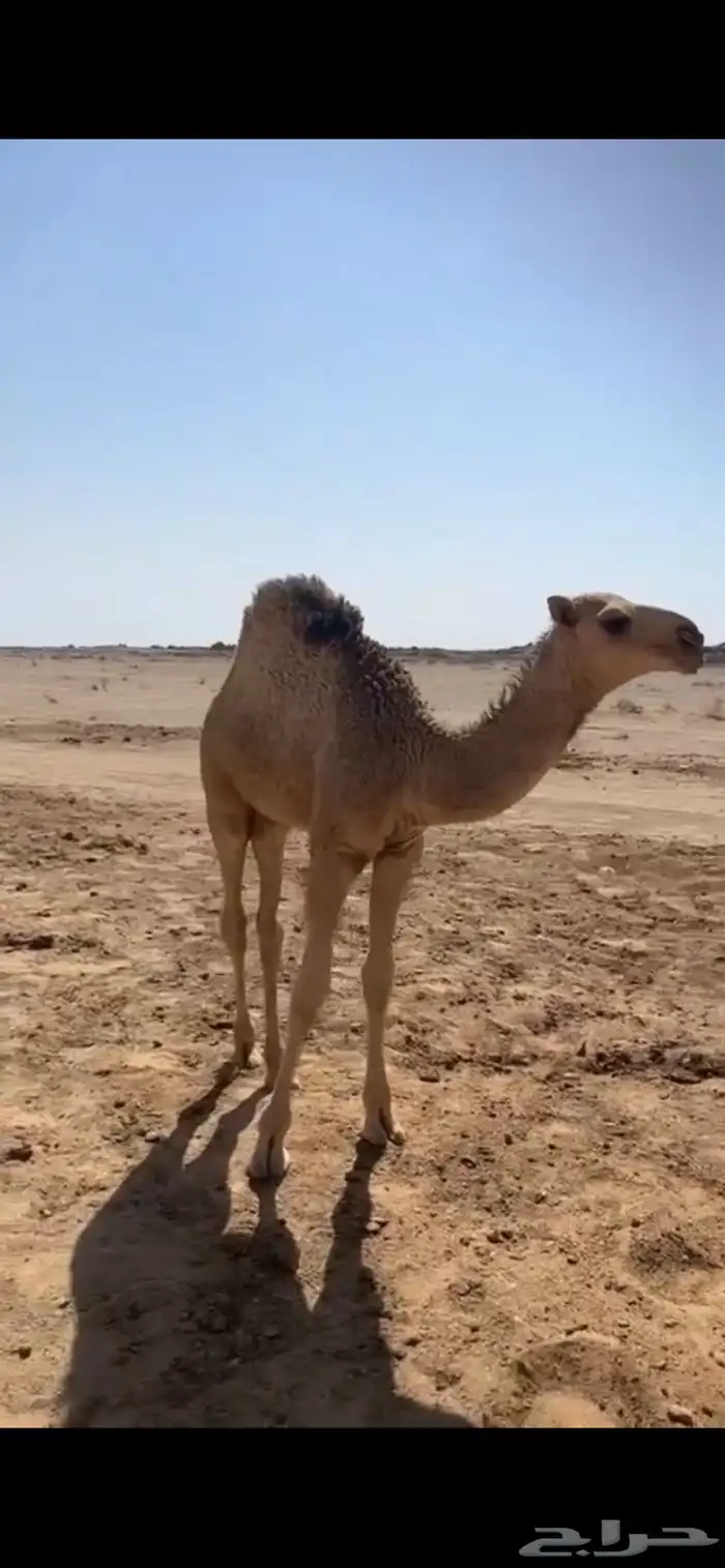 قعود عمره تقريبا  اربع شهور وزياده 0