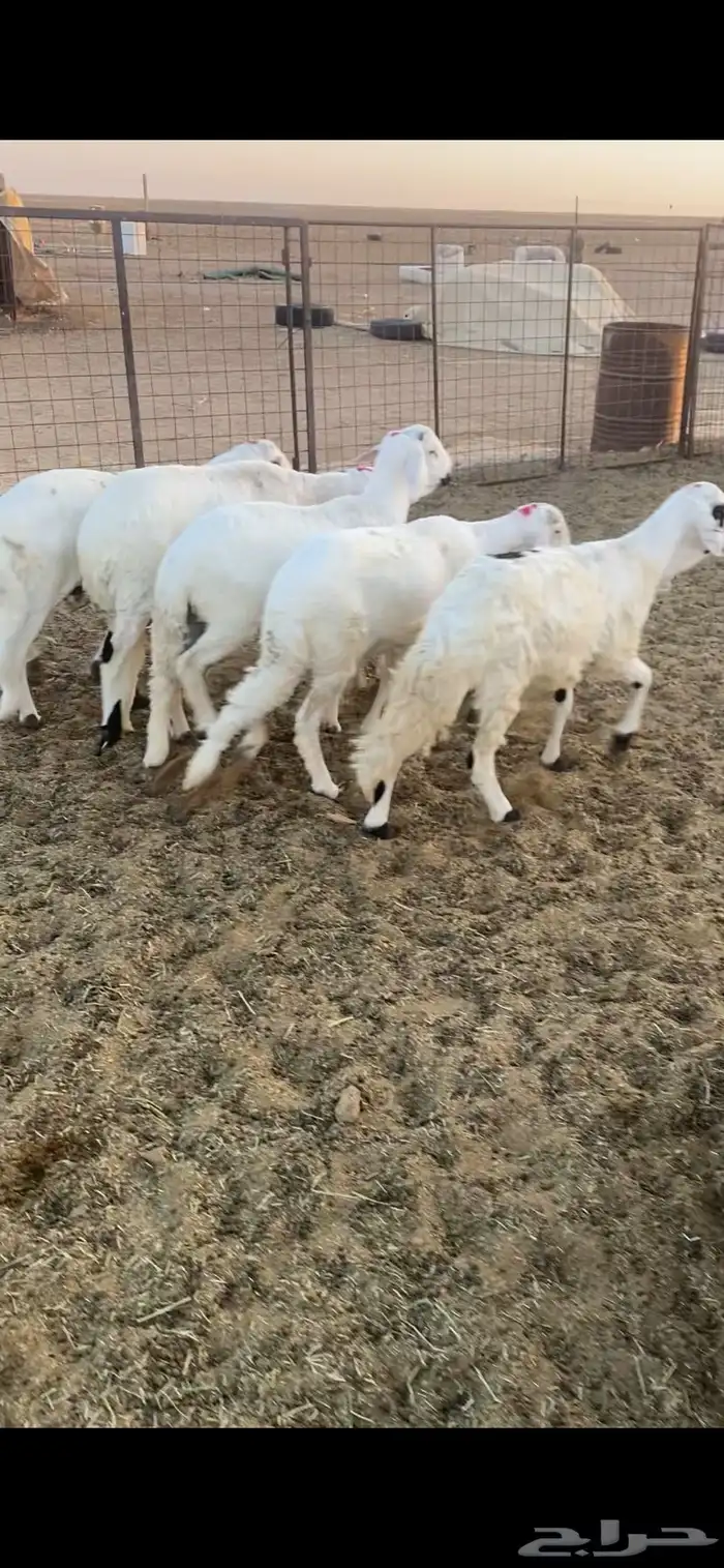 5 سواكن مرابي طيبة جدا بحريملاء 2