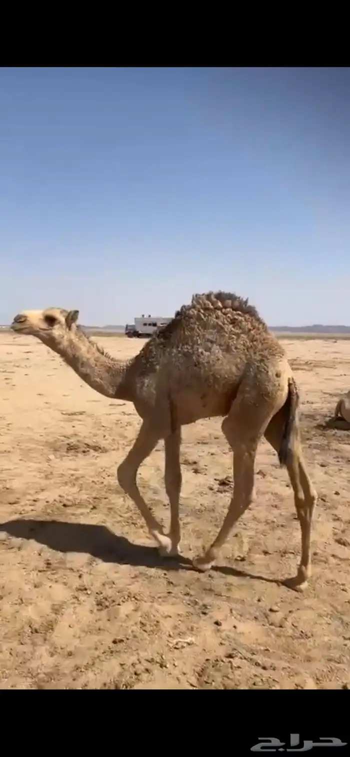 قعود سمين 0