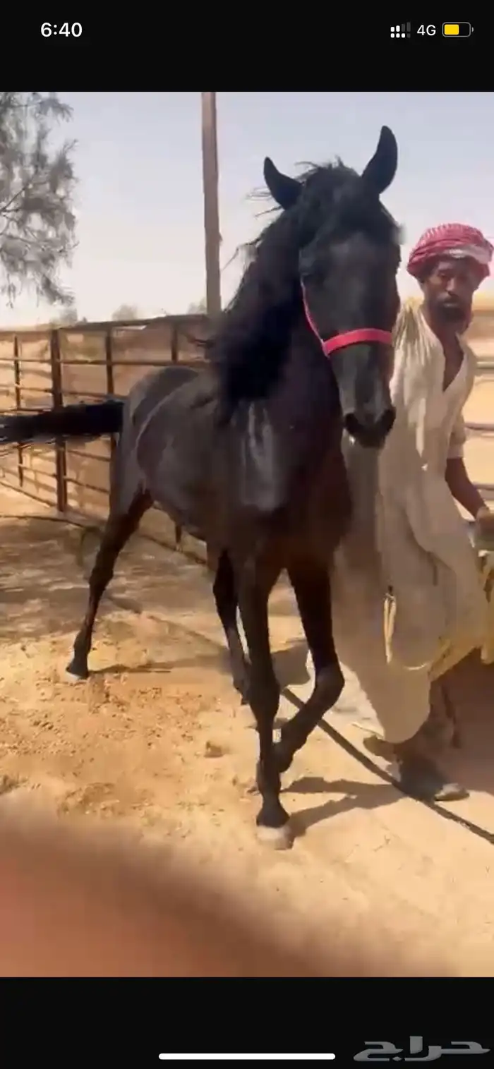 حصان ادهم فاخر 0