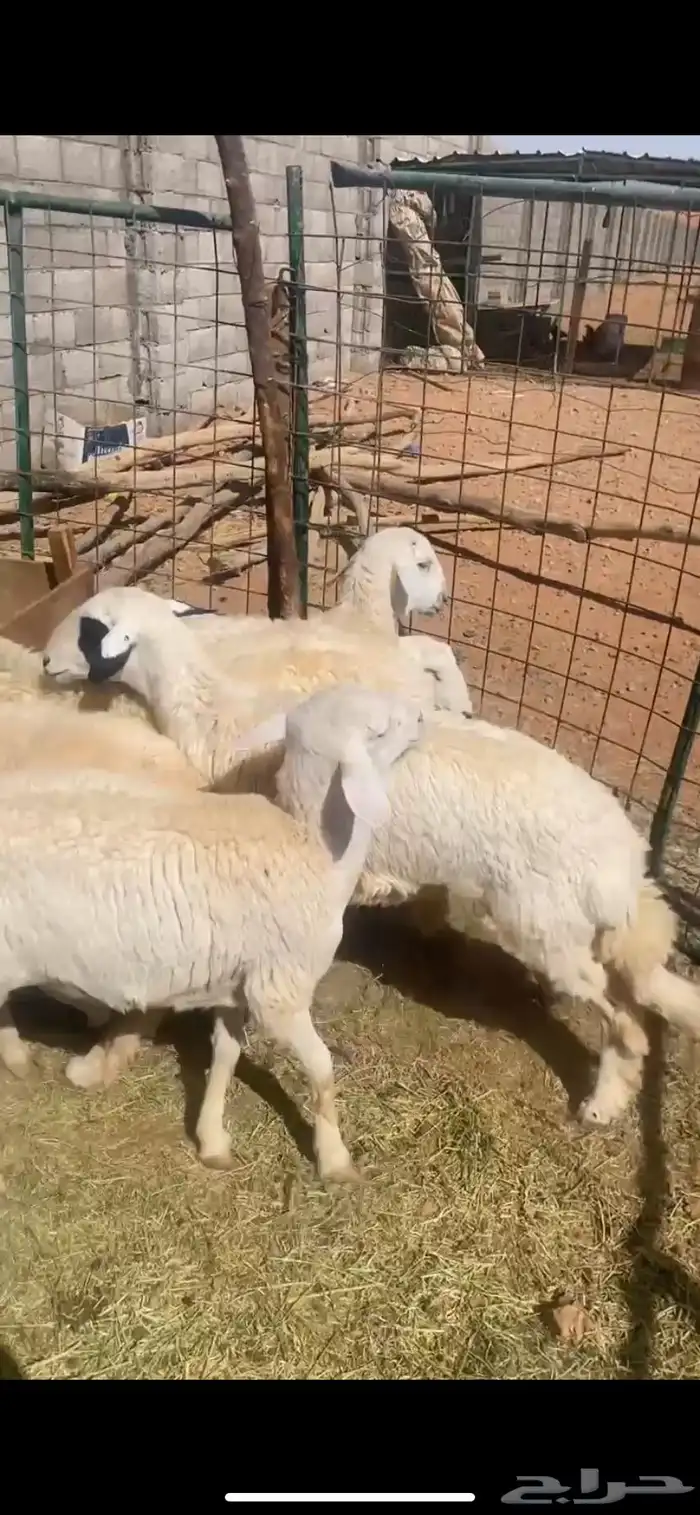 سلام.عليكم ورحمة الله وبركاته حريات للبيع العدد4الباقي مبيو 3