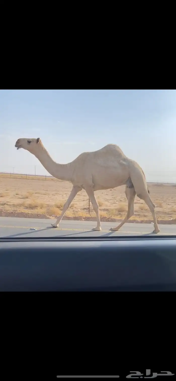 ضريبه شقحا كفو 1