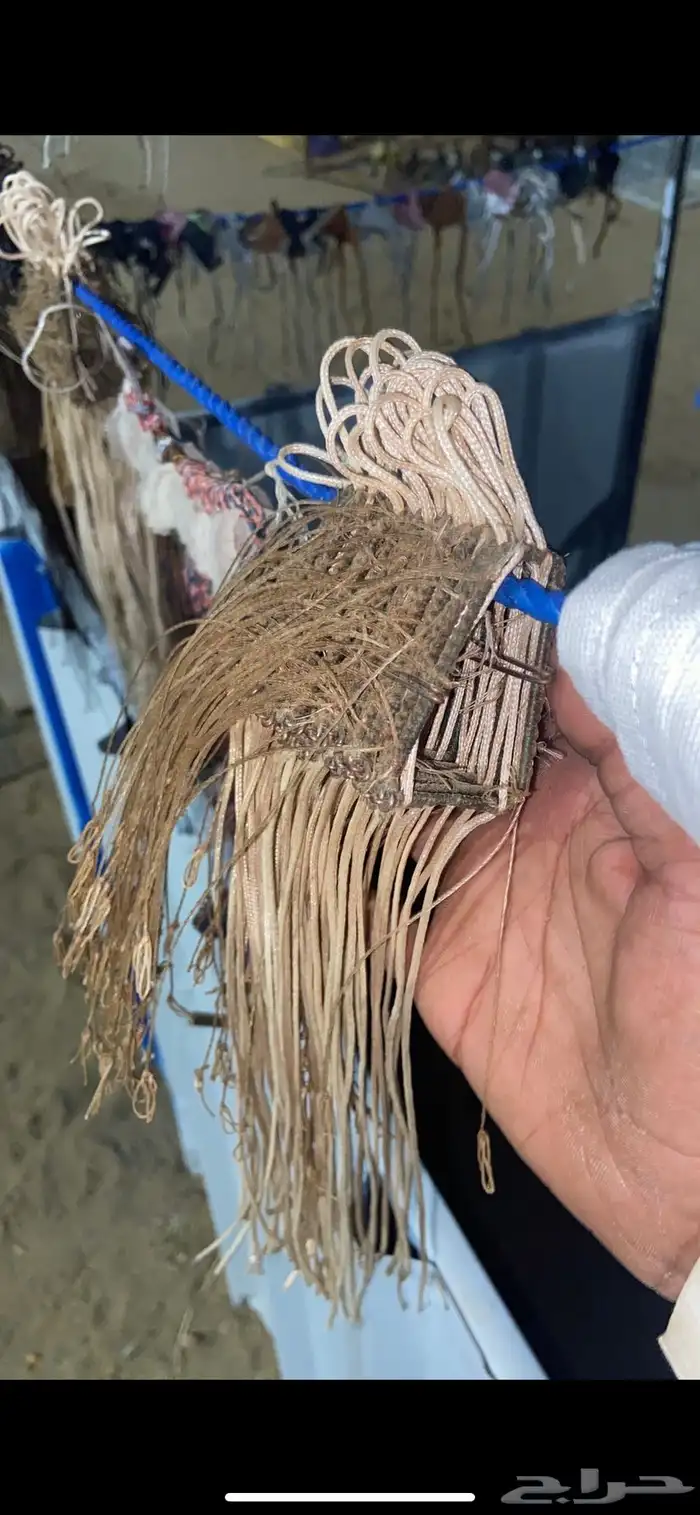 سمان قمري حمام شبك 1