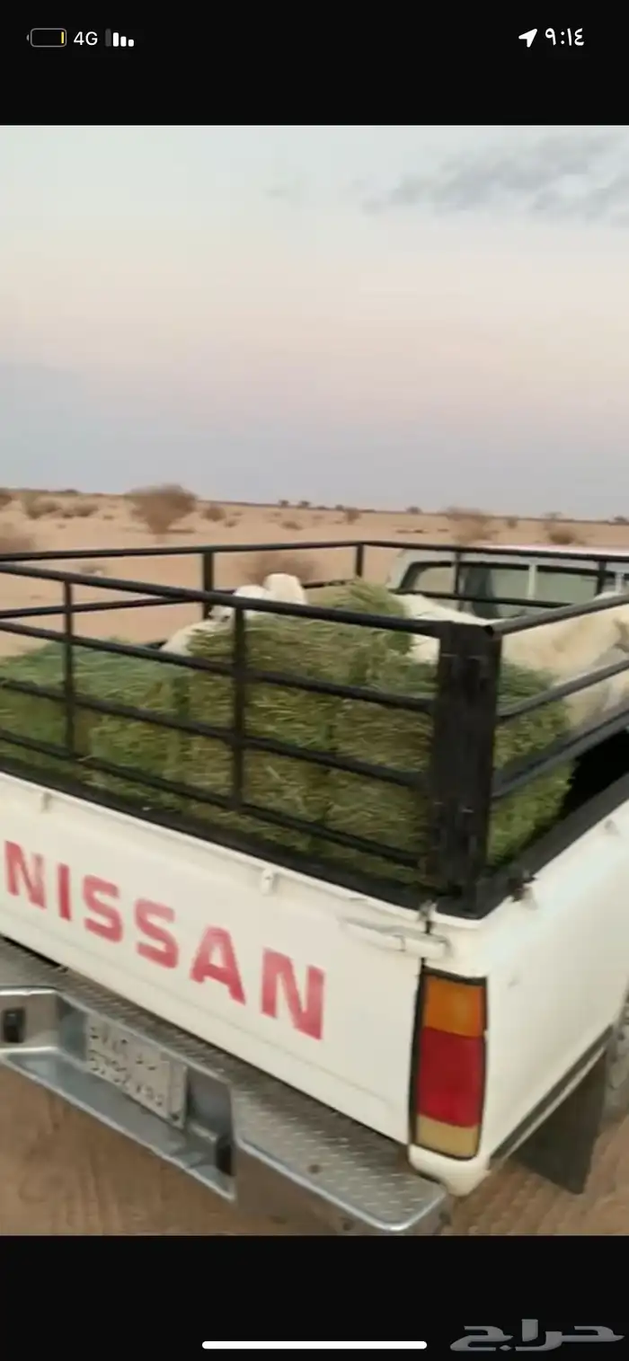 طليان جبرة وثلاجه ورخال باسعار فرصصه 5