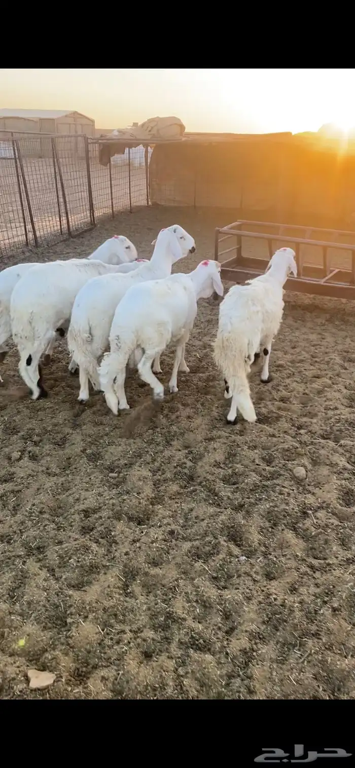 5 سواكن مرابي طيبة جدا بحريملاء 1