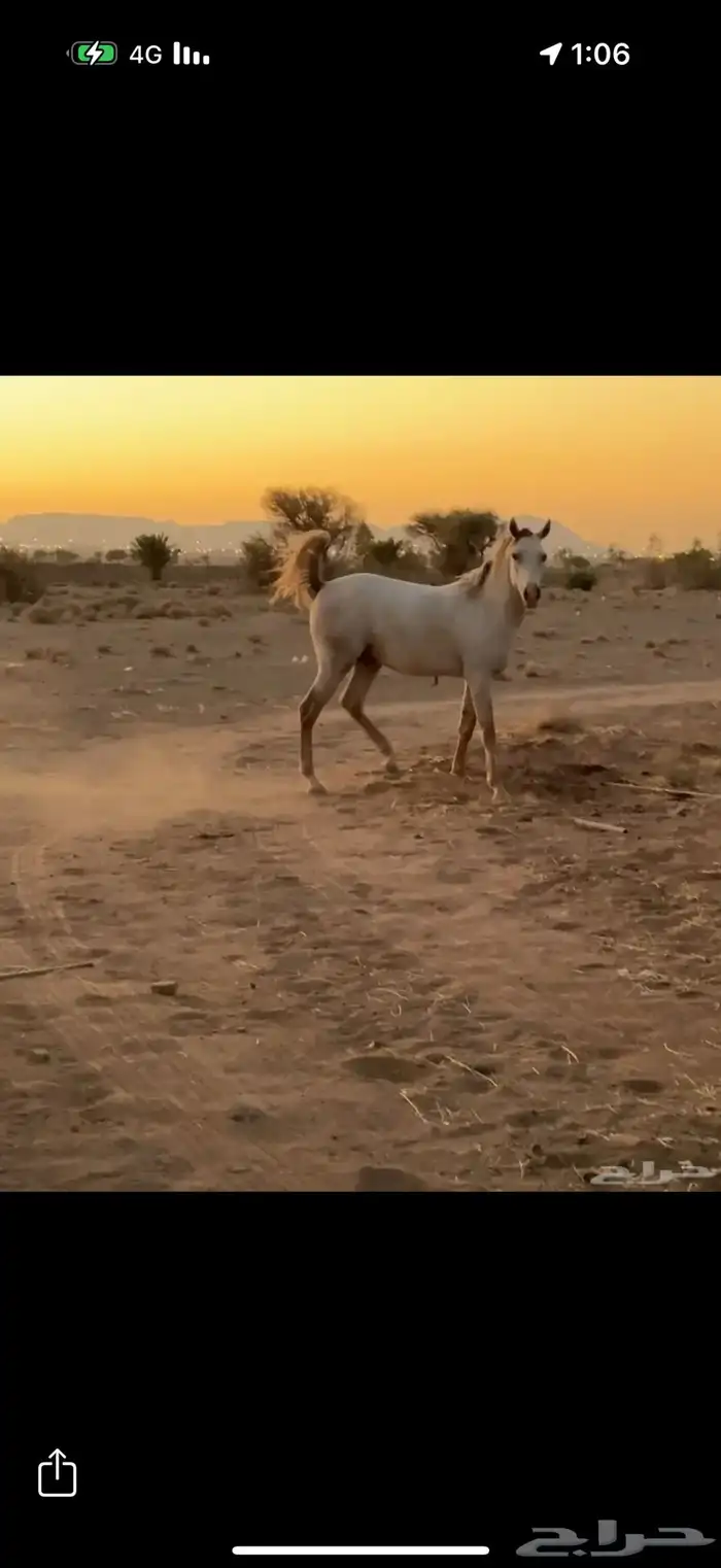 حصان شعبي شيخخ 3