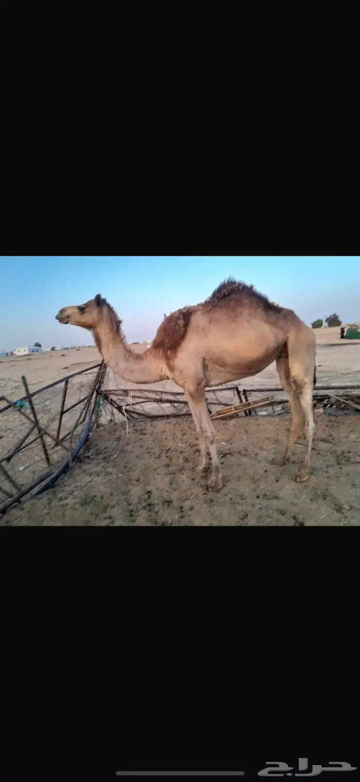 سلالة الجذاب 4