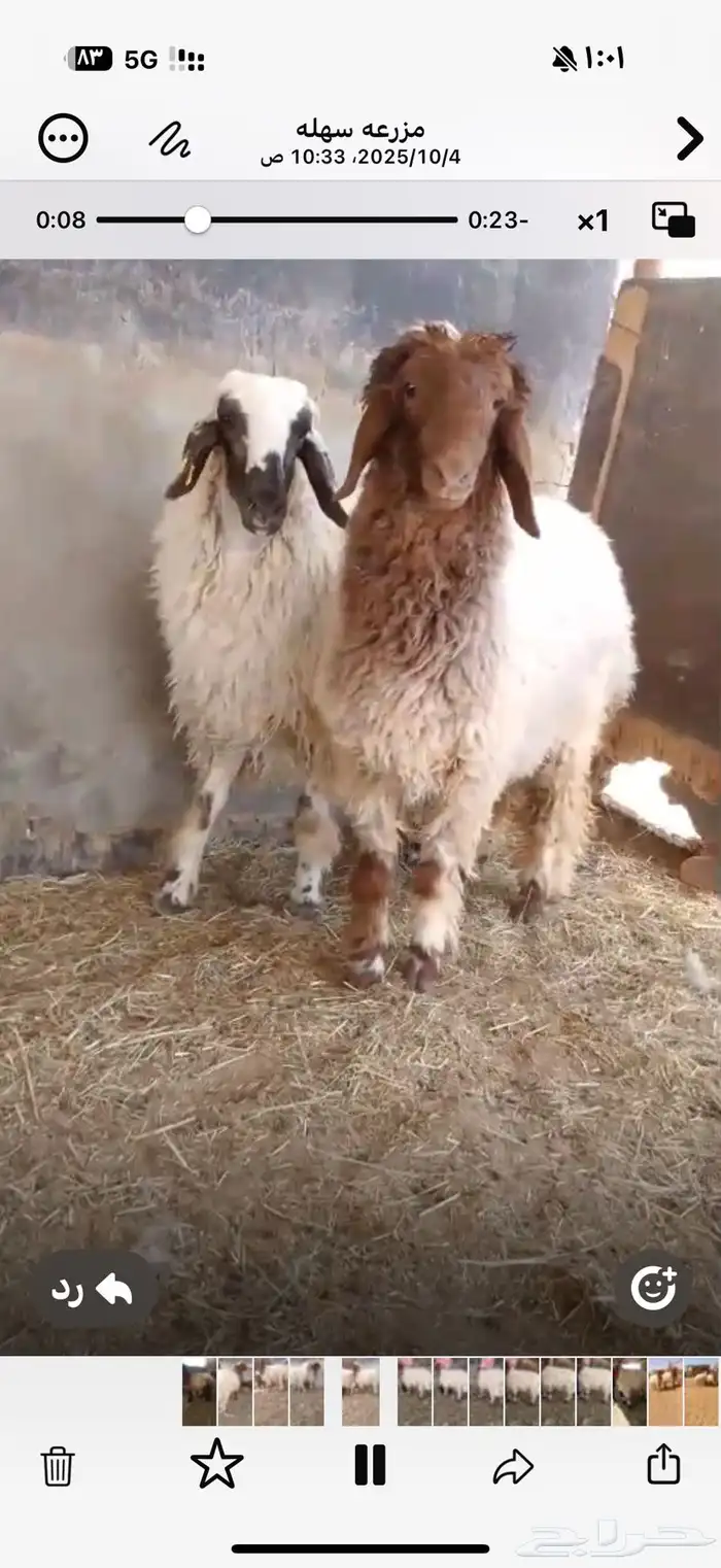 رخال نعيم انتاج المراح جذعات مغلقه 4