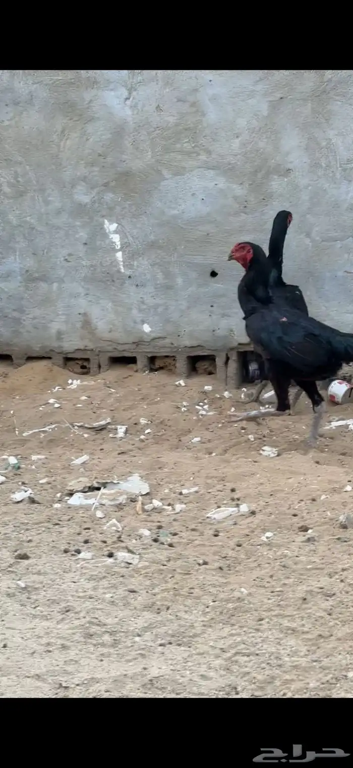 اربع دجاجات شامو الماني منتجة شرط 2