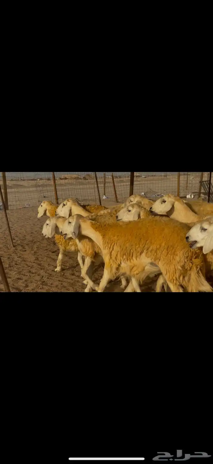 سلام عليكم ورحمة وبركاته الله وبركاته 18