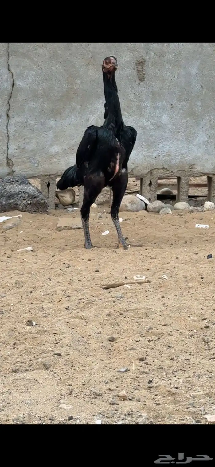 اربع دجاجات شامو الماني منتجة شرط 0
