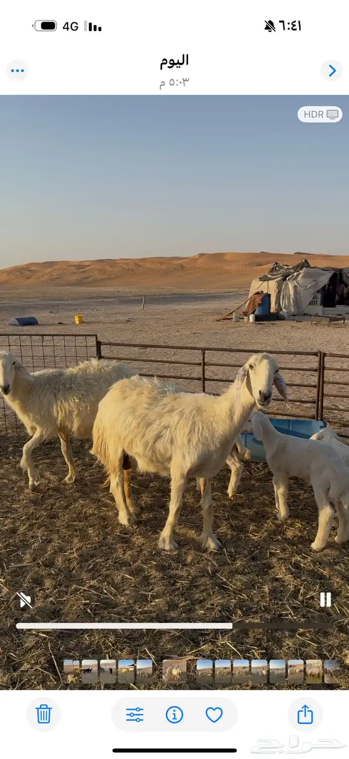 نجد عيسيات مواليد فاخره 4