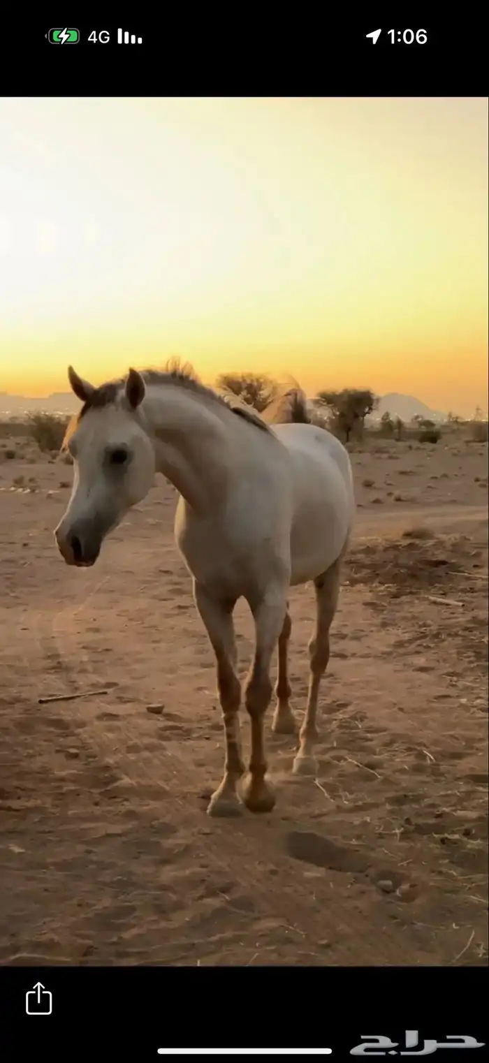 حصان شعبي شيخخ 2