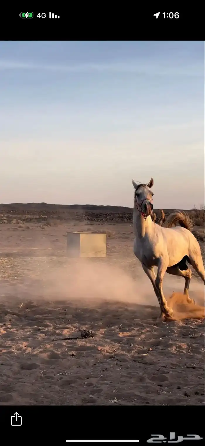حصان شعبي شيخخ 0