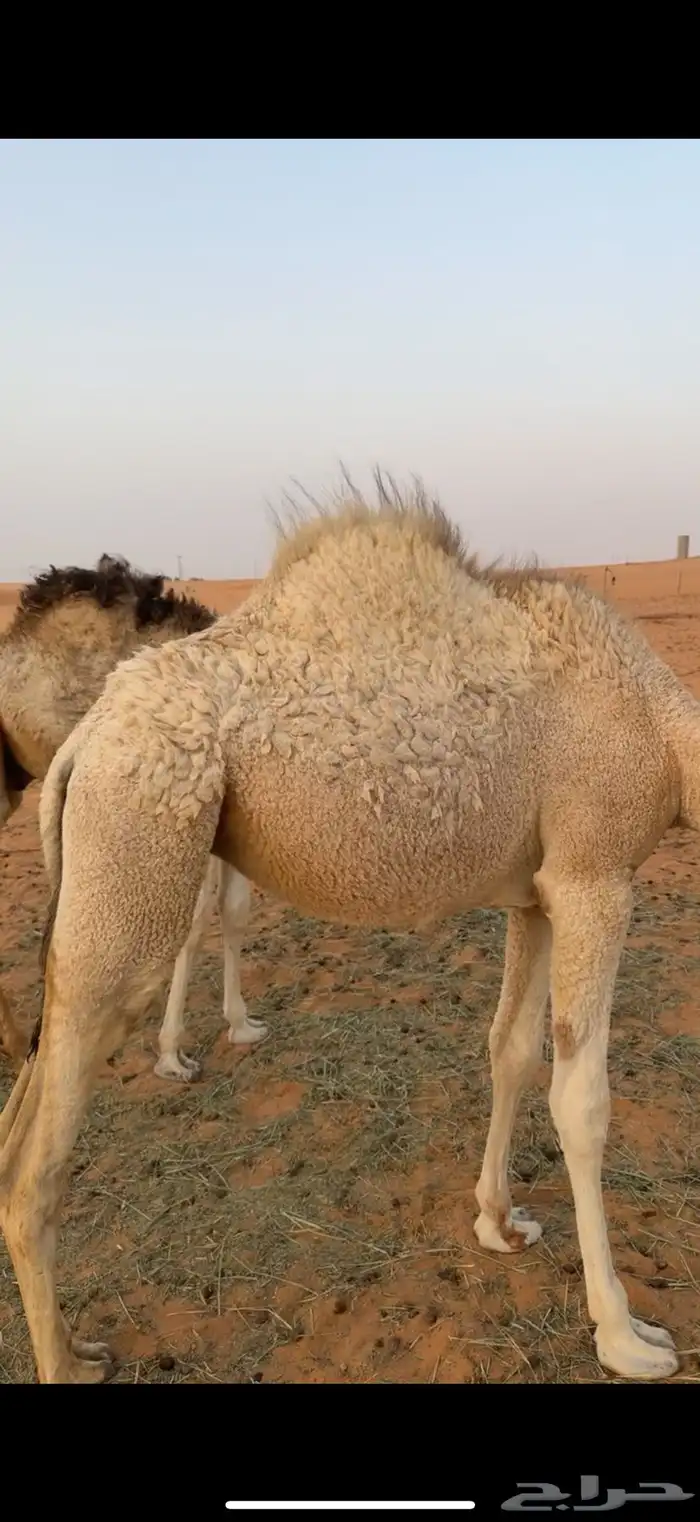 بكره تسع شهور 1