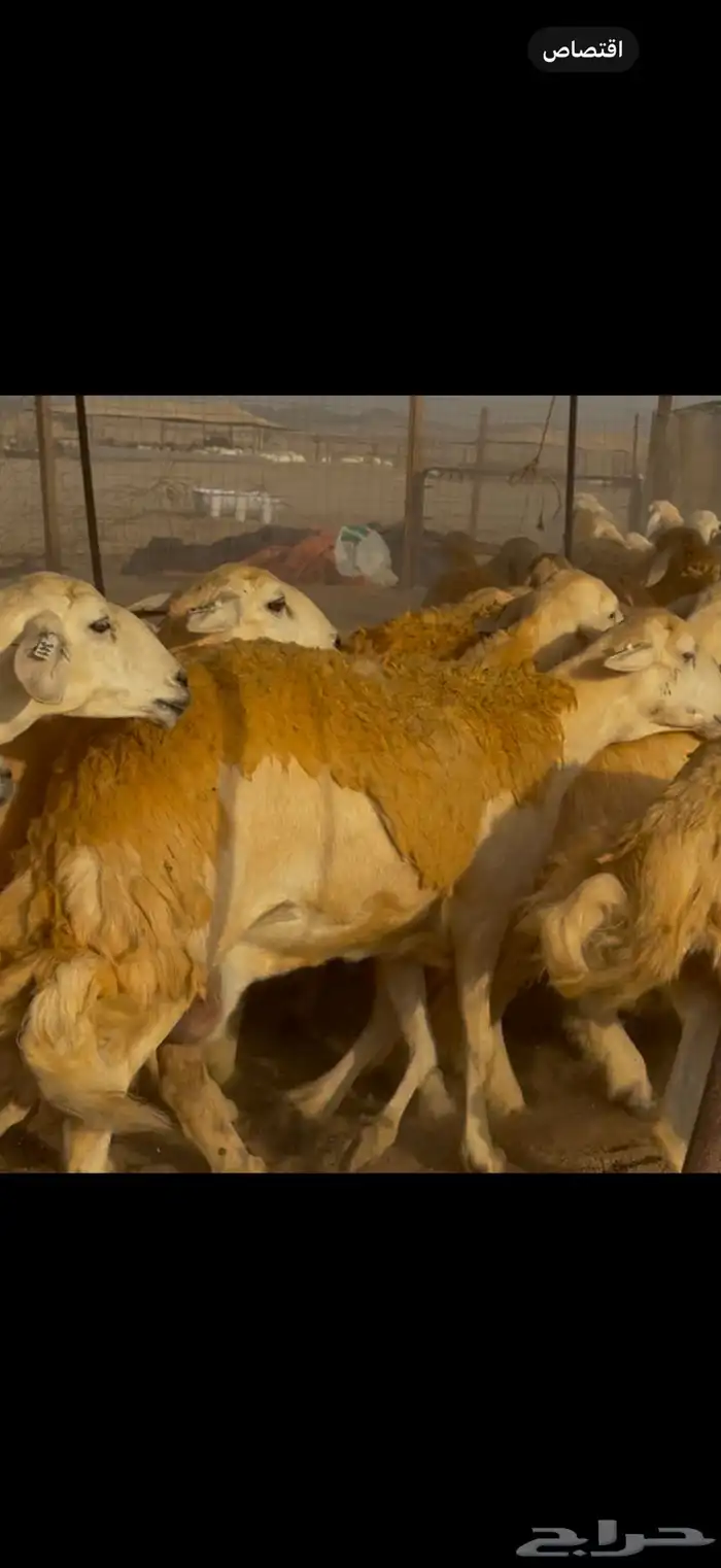 سلام عليكم ورحمة وبركاته الله وبركاته 1