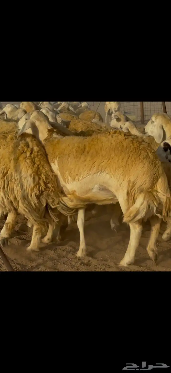 سلام عليكم ورحمة وبركاته الله وبركاته 6