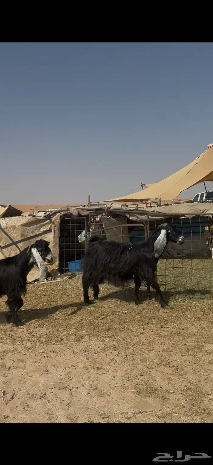 معزا عوارض دفيع ومضاريع 2