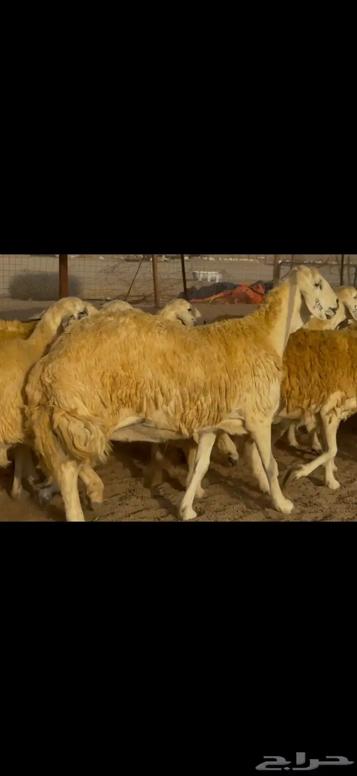 سلام عليكم ورحمة وبركاته الله وبركاته 11