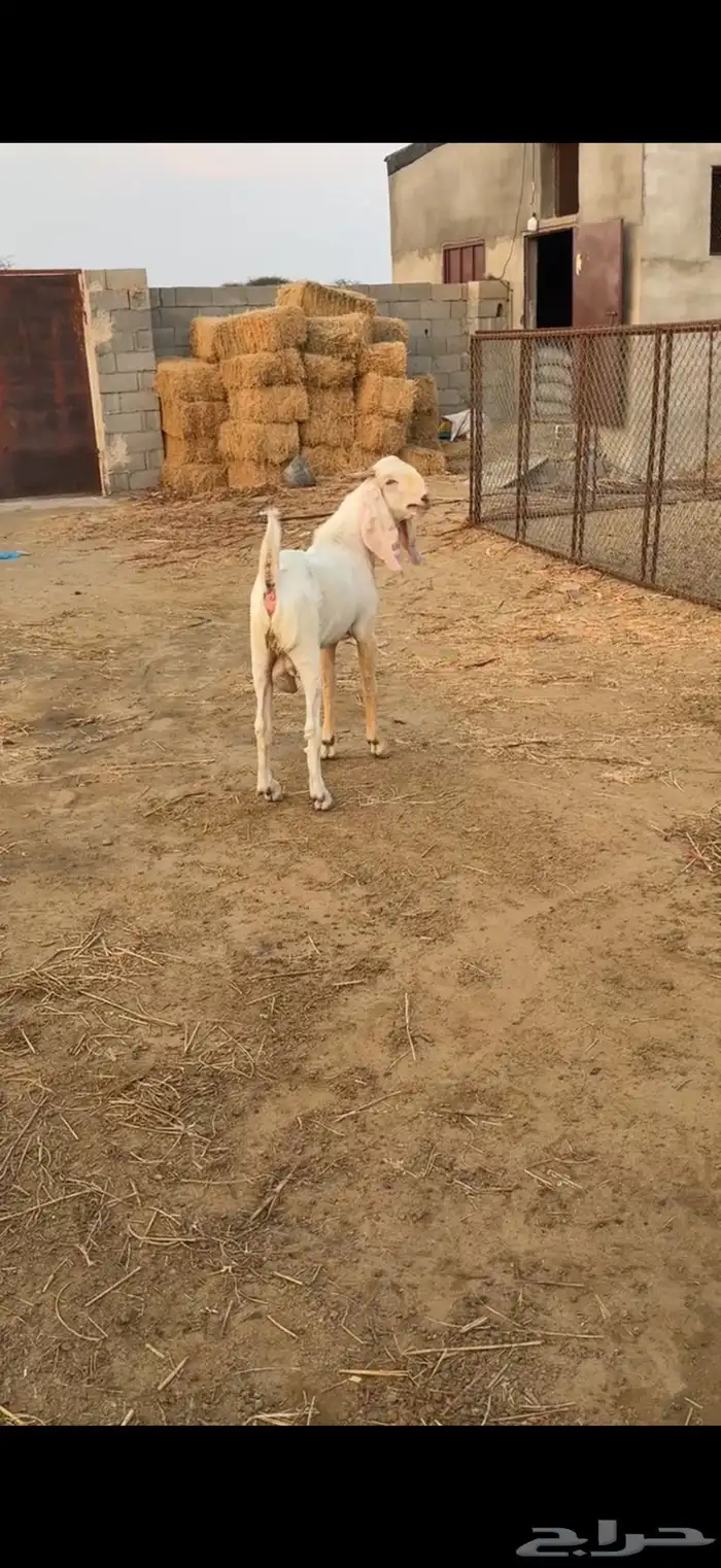حلي الصوالحه 2