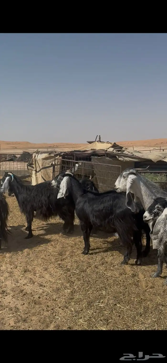 معزا عوارض دفيع ومضاريع 7