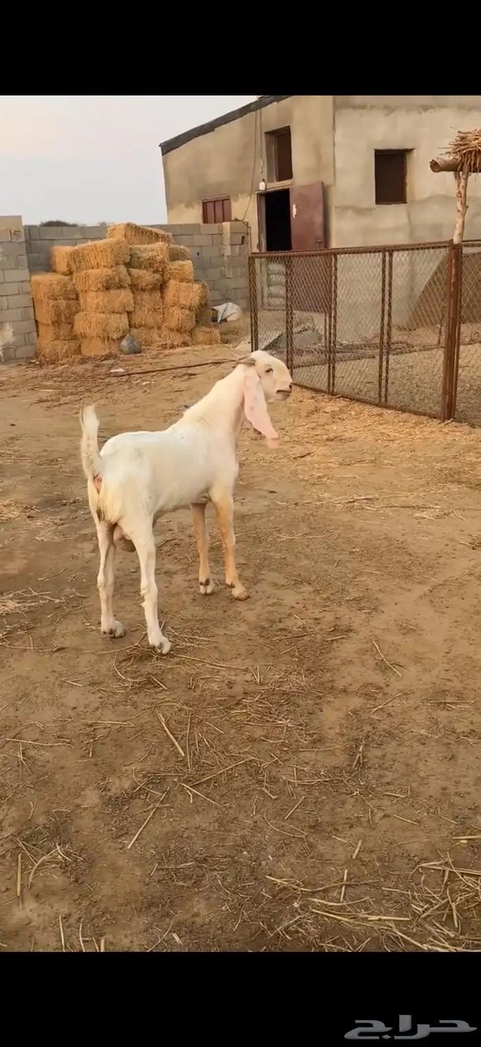 حلي الصوالحه 0