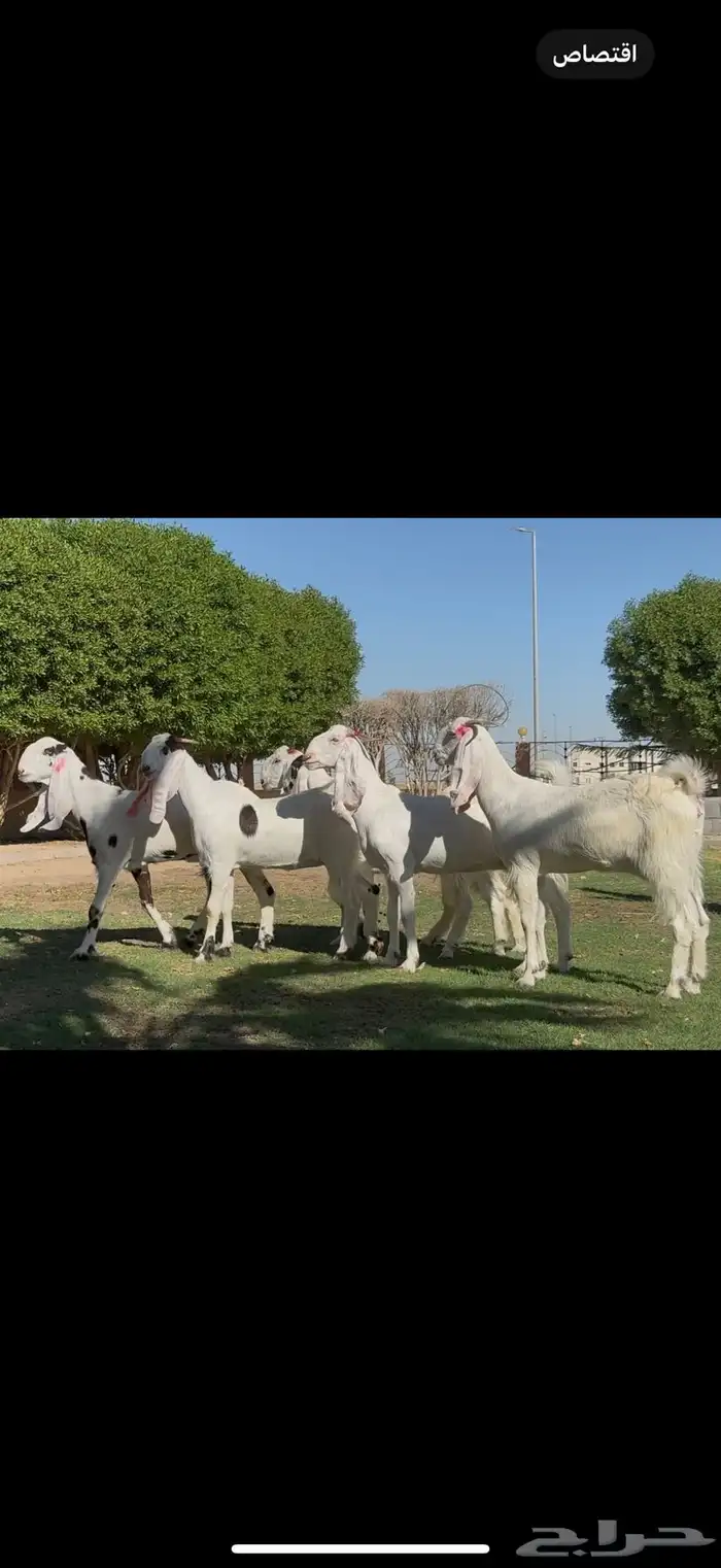 ثنوات مشاريك فاخره دفيع شرط 2