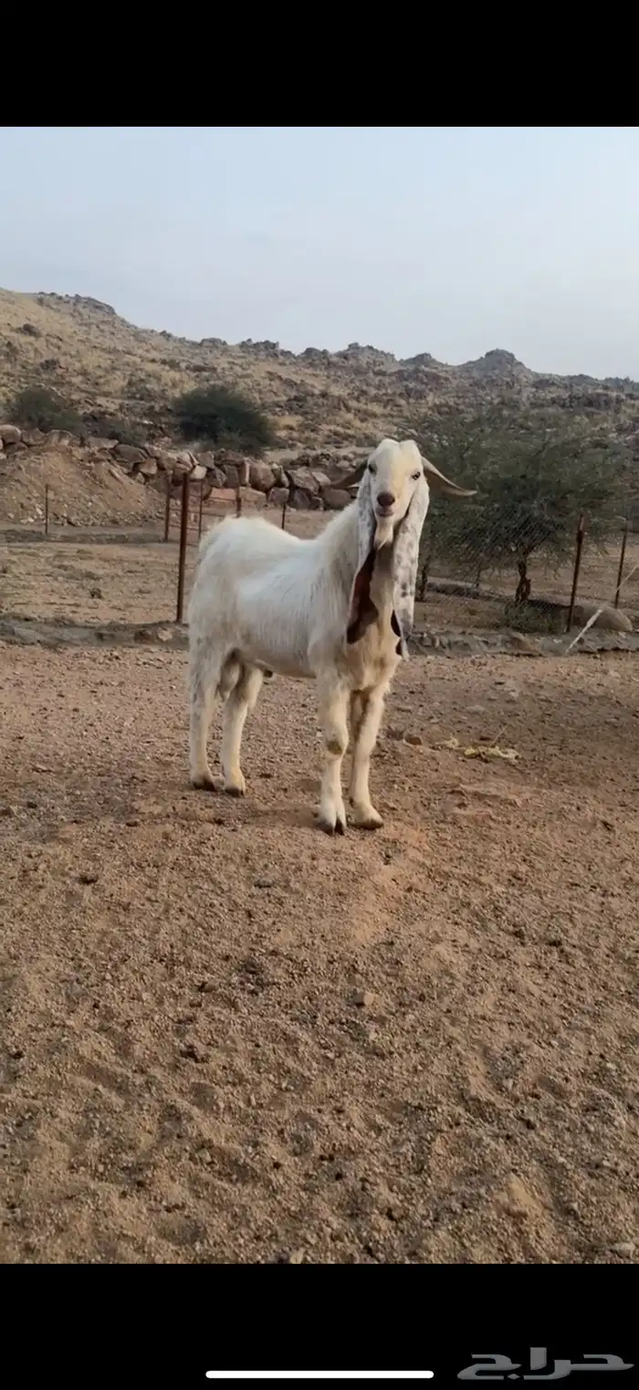 تيس هولندي صنف الصنف 5