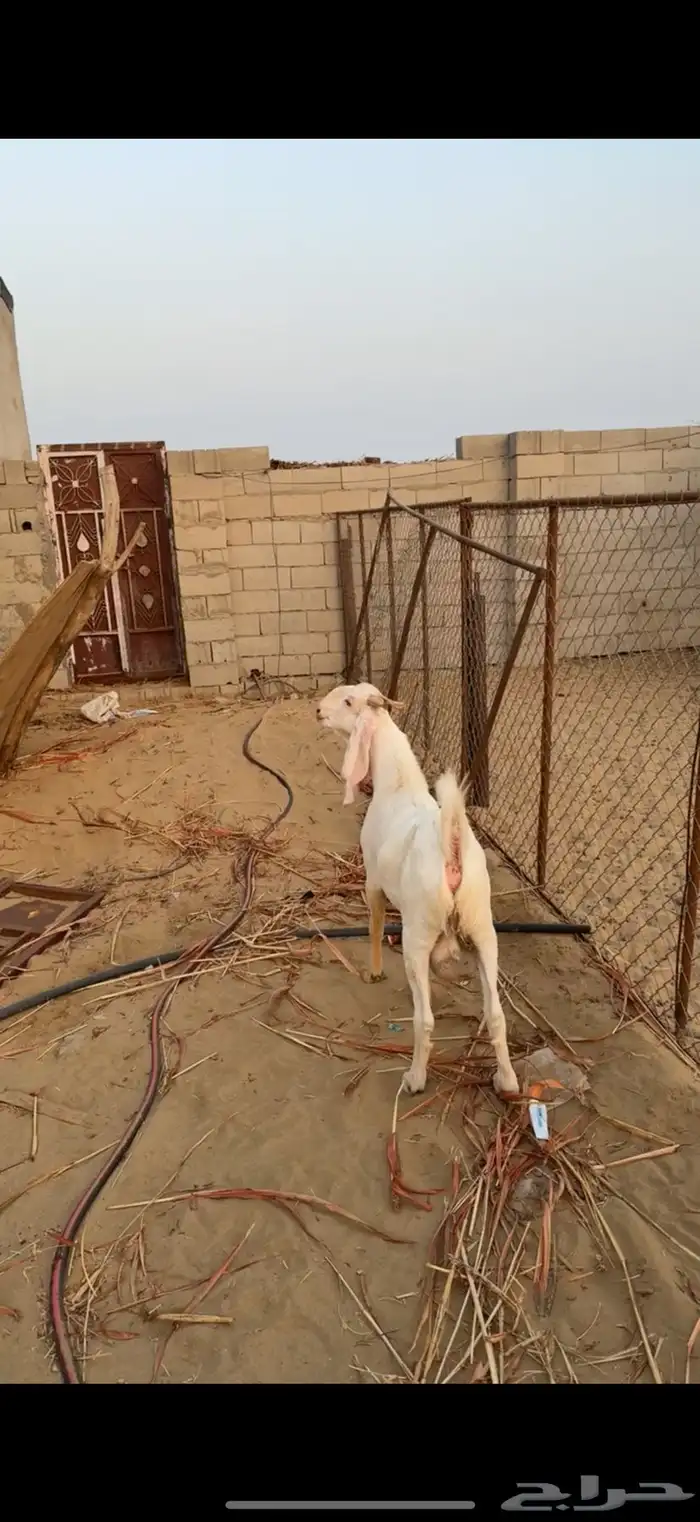 حلي الصوالحه 4