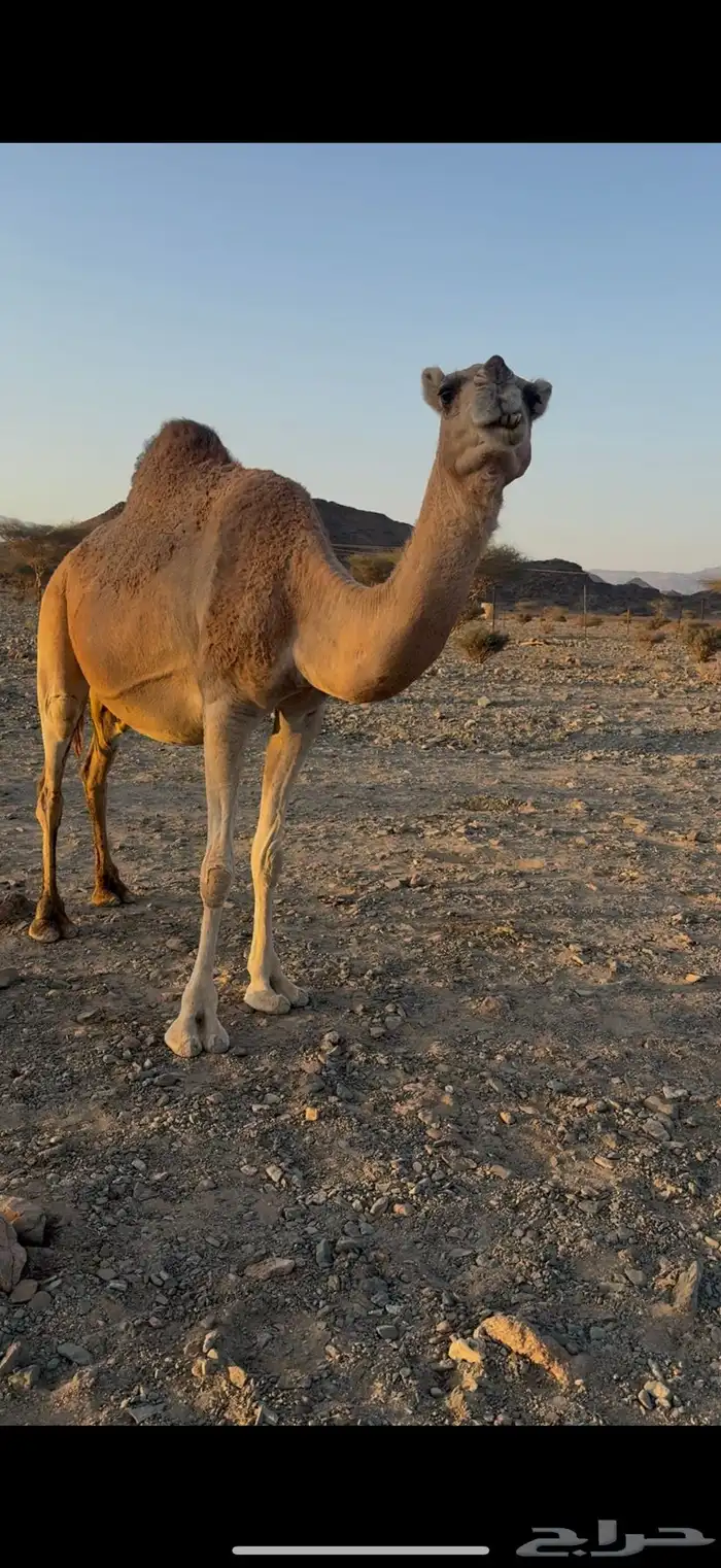 ناقه للبيع متلي 2