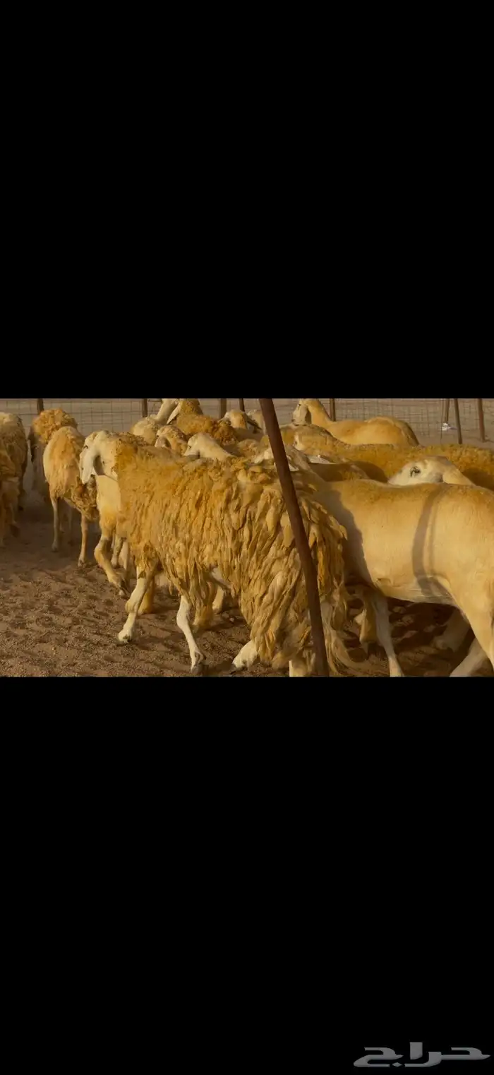 سلام عليكم ورحمة وبركاته الله وبركاته 13