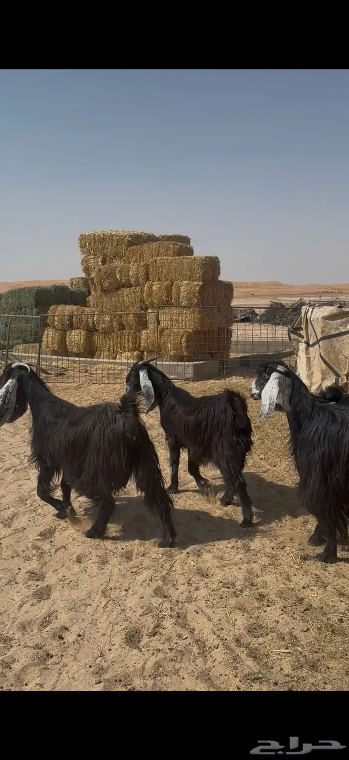 معزا عوارض دفيع ومضاريع 6
