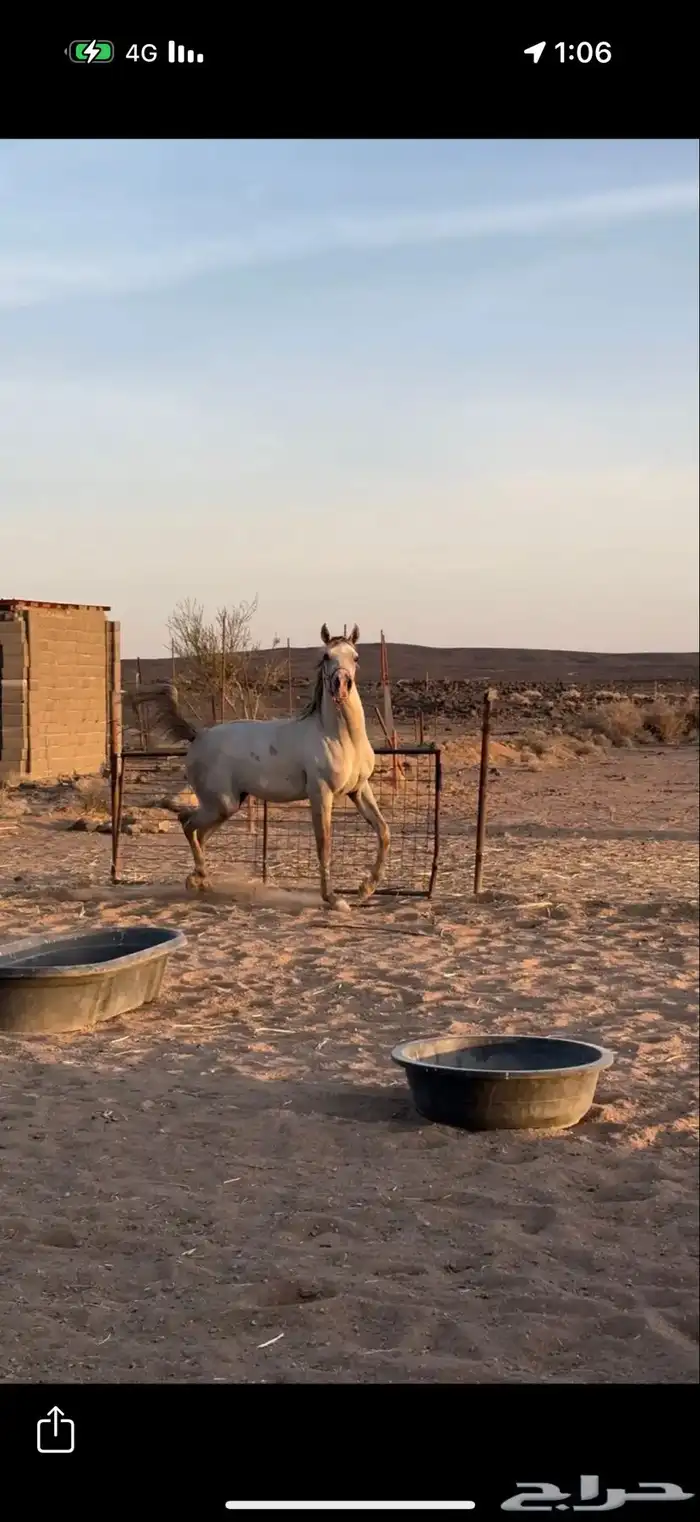 حصان شعبي شيخخ 1